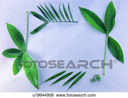 border, leaf, nature, plant, background, frame View Large Photo Image Stock Photo - border, leaf, nature, plant, background, frame. Fotosearch