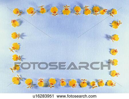 flower, background, yellow, nature, border, plant, frame View Large Photo Image Stock Image - flower, background, yellow, nature, border, plant, frame. Fotosearch