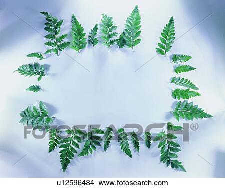 Picture - frame, background, square, oblong, leaf, green. Fotosearch