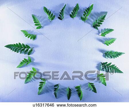 Stock Photograph - frame, border, background, leaf, circle, green, plant. Fotosearch