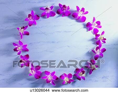 Picture - frame, flower, pink, plant, circle, nature, background. Fotosearch