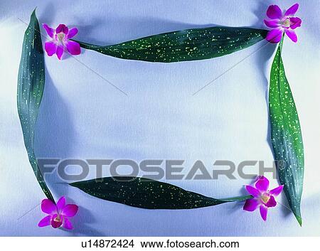 Picture - frame, nature, pink, border, square, leaf. Fotosearch