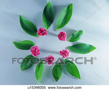 leaf, circle, nature, flower, plant, red View Large Photo Image Stock Photography - leaf, circle, nature, flower, plant, red. Fotosearch