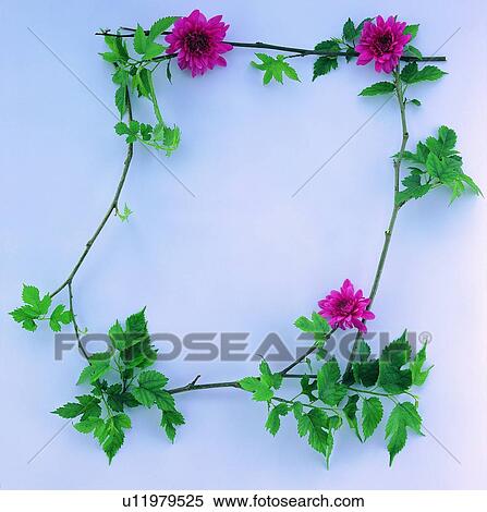 leaf, flower, border, nature, pink green, background View Large Photo Image Stock Photography - leaf, flower, border, nature, pink green, background. Fotosearch