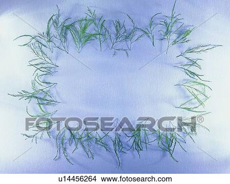 Picture - leaf, green, border, frame, nature, background, square. Fotosearch
