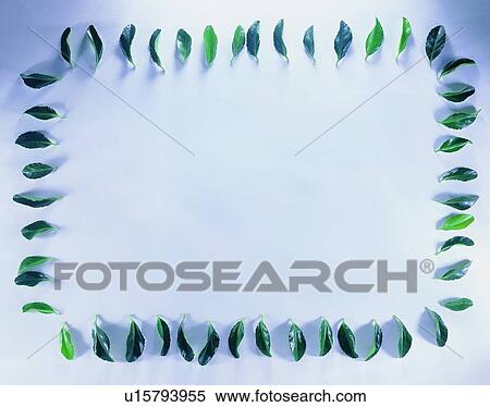 nature, border, green, square, frame, oblong View Large Photo Image Stock Photography - nature, border, green, square, frame, oblong. Fotosearch