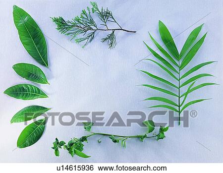 Stock Photograph - nature, oblong, green, border, background, frame. Fotosearch