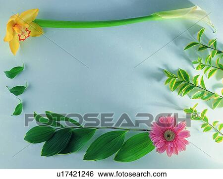 Stock Photograph - nature, plant, green, leaf, sun flower, frame. Fotosearch
