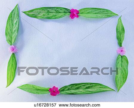 nature, red, frame, background, leaf, square, oblong View Large Photo Image Stock Photo - nature, red, frame, background, leaf, square, oblong. Fotosearch