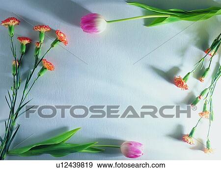 Stock Photo - nature, square, frame, plant, flower, border, pink. Fotosearch