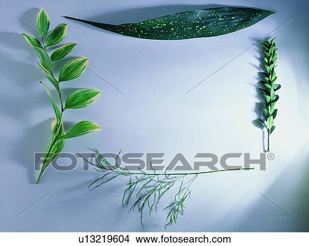 Picture - plant, background, leaf, green, nature, border. Fotosearch