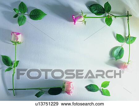 plant, border, nature, background, flower, white View Large Photo Image Stock Photo - plant, border, nature, background, flower, white. Fotosearch