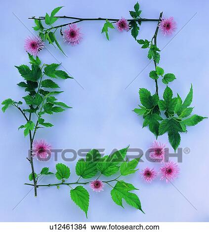 plant, flower, nature, leaf, background, pink green View Large Photo Image Picture - plant, flower, nature, leaf, background, pink green. Fotosearch