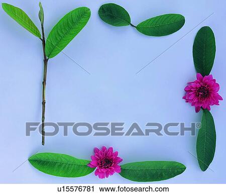 Stock Image - plant, flower, nature, leaf, background, red. Fotosearch