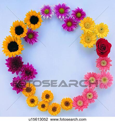 plant, flower, nature, leaf, background, yellow View Large Photo Image Stock Image - plant, flower, nature, leaf, background, yellow. Fotosearch