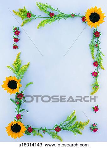 Stock Image - plant, flower, nature, leaf, background, yellow. Fotosearch