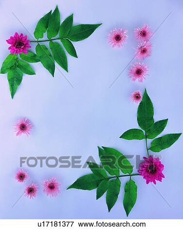 Stock Photo - plant, flower, nature, leaf, background, pink. Fotosearch