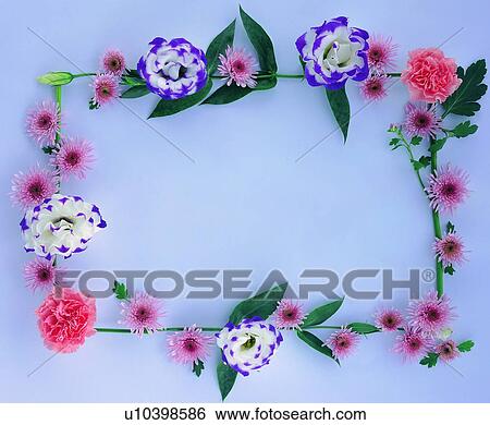 Stock Photograph - plant, flower, nature, leaf, background, pink. Fotosearch