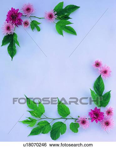 plant, flower, nature, leaf, background, pink View Large Photo Image Stock Photograph - plant, flower, nature, leaf, background, pink. Fotosearch