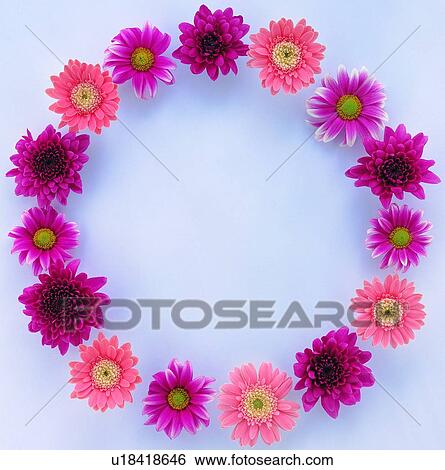 plant, flower, nature, leaf, background, pink View Large Photo Image Stock Photograph - plant, flower, nature, leaf, background, pink. Fotosearch
