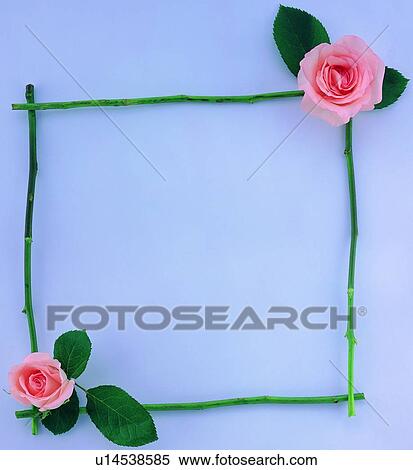 plant, flower, nature, leaf, background, pink View Large Photo Image Stock Photography - plant, flower, nature, leaf, background, pink. Fotosearch