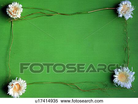 Stock Photography - plant, flower, nature, leaf, background, white. Fotosearch