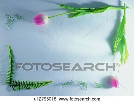 plant, green, flower, frame, background, pink View Large Photo Image Stock Photo - plant, green, flower, frame, background, pink. Fotosearch