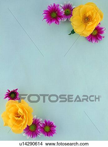 Picture - plant, nature, border, backgroundn pink, flower, leaf. Fotosearch