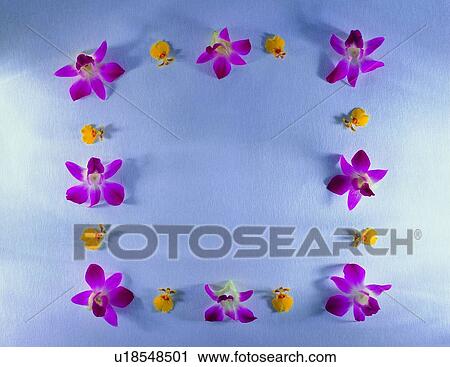 plant, nature, flower, background, pink, yellow View Large Photo Image Stock Image - plant, nature, flower, background, pink, yellow. Fotosearch