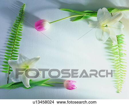 Picture - plant, nature, flower, leaf, background, lily. Fotosearch