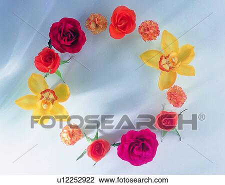 Stock Image - plant, nature, flower, leaf, background, rose. Fotosearch