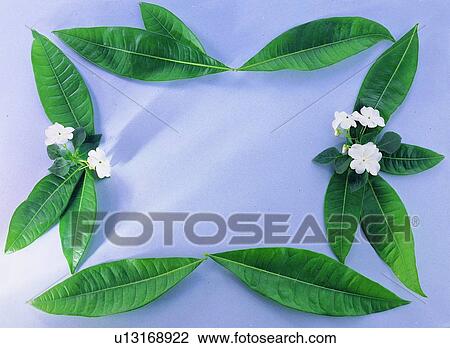Stock Image - plant, nature, flower, leaf, background, green. Fotosearch