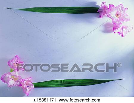 plant, nature, flower, leaf, background, pink View Large Photo Image Stock Image - plant, nature, flower, leaf, background, pink. Fotosearch