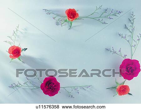 plant, nature, flower, leaf, background, rose View Large Photo Image Stock Photo - plant, nature, flower, leaf, background, rose. Fotosearch