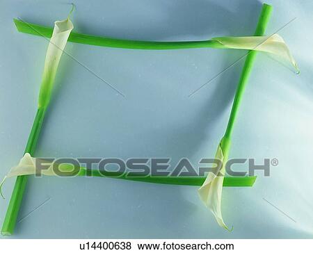 Stock Photo - plant, nature, flower, leaf, background, green. Fotosearch