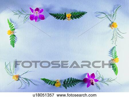 Stock Photo - plant, nature, flower, leaf, background, pink. Fotosearch