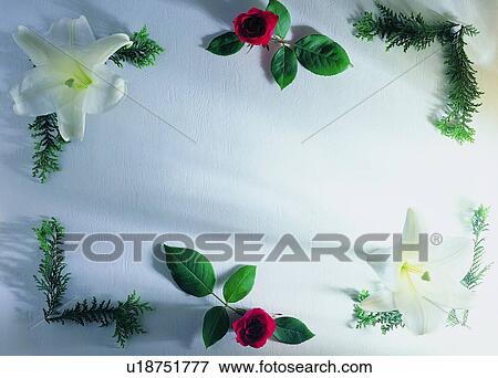 Stock Photo - plant, nature, flower, leaf, background, lily. Fotosearch