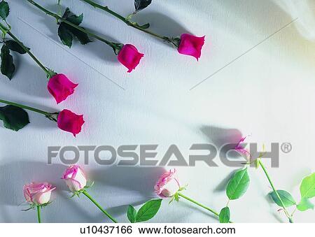 plant, nature, flower, leaf, background, rose View Large Photo Image Stock Photograph - plant, nature, flower, leaf, background, rose. Fotosearch
