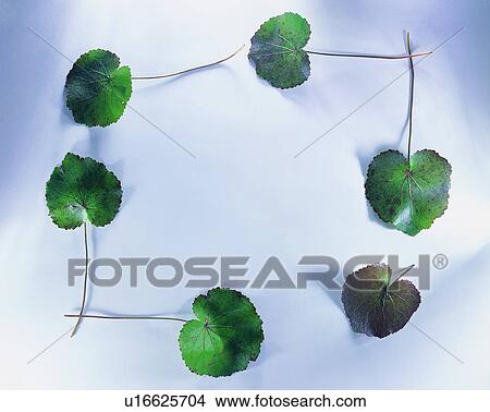 Picture - plant, nature, leaf, background, green, border. Fotosearch