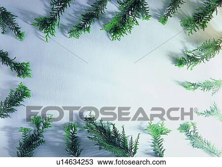 Stock Image - plant, nature, leaf, background, green, border. Fotosearch