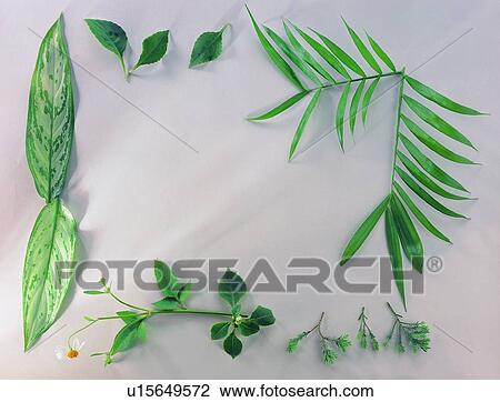 Stock Image - plant, nature, leaf, background, green, flower. Fotosearch