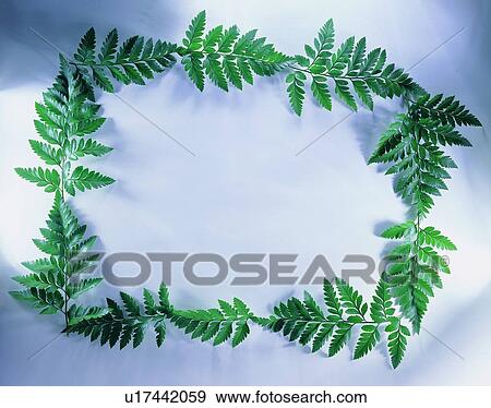 Stock Photo - plant, nature, leaf, background, green, border. Fotosearch