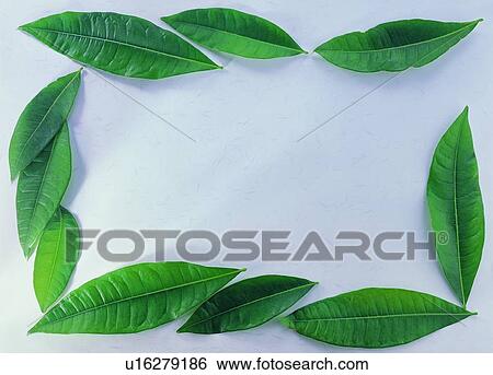 plant, nature, leaf, background, green, border View Large Photo Image Stock Photograph - plant, nature, leaf, background, green, border. Fotosearch