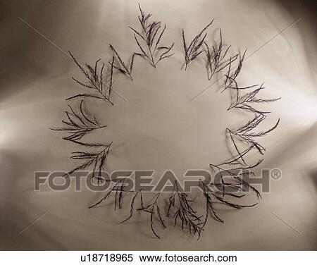 Stock Photography - plant, nature, leaf, background, green, border. Fotosearch