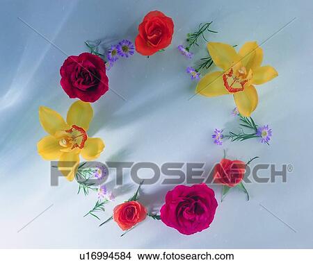 plant, red, flower, purple, border, yellow, leaf View Large Photo Image Picture - plant, red, flower, purple, border, yellow, leaf. Fotosearch