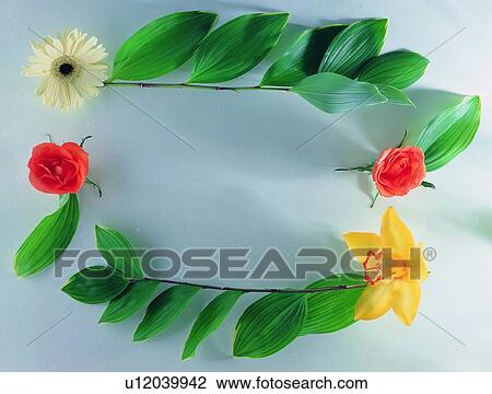 plant, white, rose, flower, background, nature, yellow View Large Photo Image Stock Image - plant, white, rose, flower, background, nature, yellow. Fotosearch