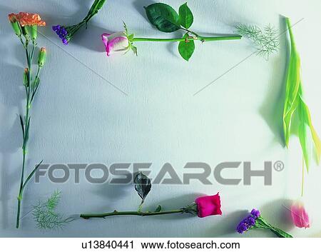 purple, nature, plant, leaf, white, flower, oblong View Large Photo Image Stock Image - purple, nature, plant, leaf, white, flower, oblong. Fotosearch