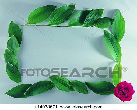Stock Image - red, nature, plant, oblong, border, rose, square. Fotosearch