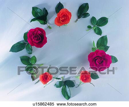 Stock Photography - rose, flower, red, circle, plant, border. Fotosearch