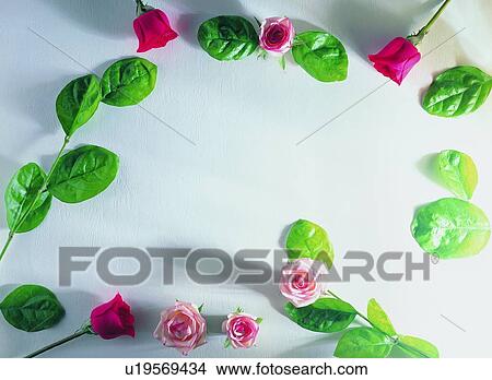 Picture - rose, pink, green, background, plant, flower. Fotosearch
